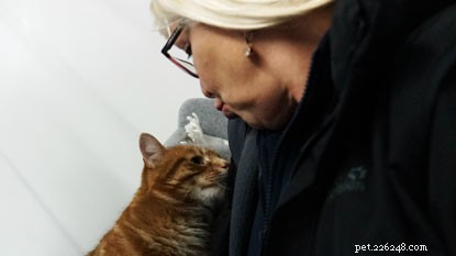 生姜猫のトーマスは、マイクロチップのおかげで飼い主と再会しました。 