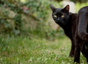 もう一度、世界の避妊去勢手術の日です。猫とその飼い主のために、他の動物福祉慈善団体と協力して避妊去勢手術のメリットを宣伝する日です。 