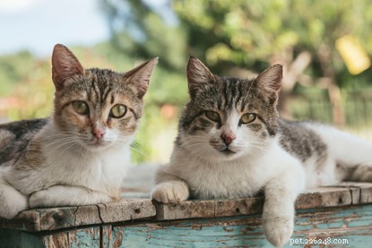 Je zou kunnen denken dat broers en zussen met elkaar overweg kunnen, maar dat is niet altijd het geval. Hier zijn enkele toptips die je kunt proberen als de katten van je broers en zussen niet de beste vrienden zijn.