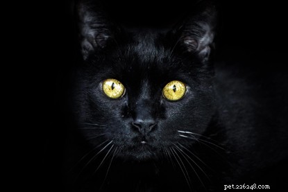 Пять фактов о кошачьих глазах