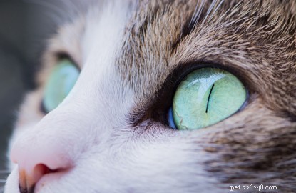 Cinque informazioni sugli occhi di gatto