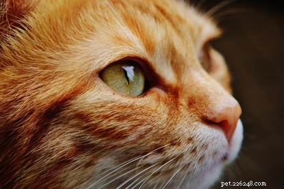 고양이 눈에 대한 5가지 사실