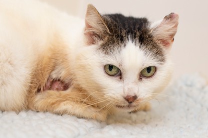 Le chat tigré et blanc terrifié Mushka est ébouillanté et brûlé après avoir cherché refuge sous le capot d une voiture.