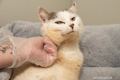Doodsbange, gestreepte kat Mushka wordt gebroeid en verbrand nadat hij beschutting heeft gezocht onder de motorkap van een auto.