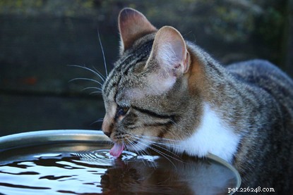 La scienza alla base di come i gatti bevono l acqua:non è allo stesso modo dei cani!