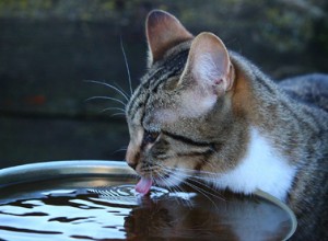 猫が水を飲む方法の背後にある科学–それは犬と同じ方法ではありません！ 