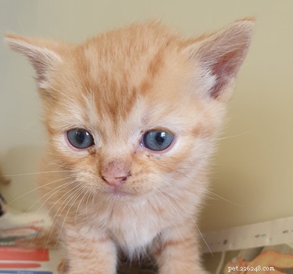 Ingenieus idee van snelle vrijwilligers redt levens van kittens.