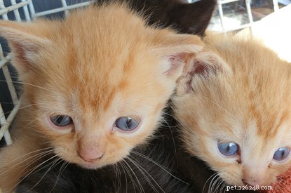 Ideia engenhosa de voluntários rápidos salva vidas de gatinhos.