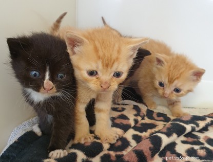 Ingenieus idee van snelle vrijwilligers redt levens van kittens.