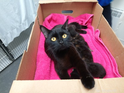 Nová kočičí matka a její koťata byla opuštěna v krabici na houby u silnice.