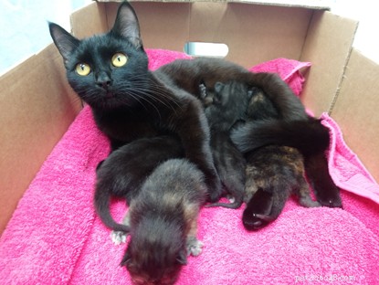 Une nouvelle maman chatte et ses chatons ont été abandonnés dans une champignonnière au bord de la route.