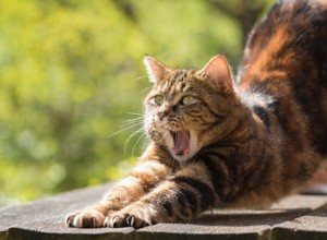 猫にはマインドフルネスに対する自然な適性があります。ここでは、猫から1つか2つのことを学ぶ方法を説明します。 