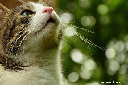 Kočky mají přirozené nadání pro všímavost – takto se od nich můžeme naučit jednu nebo dvě věci!