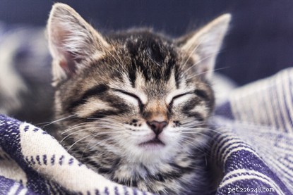 Tekenen van katten die zich gestrest voelen - en wat u eraan kunt doen.