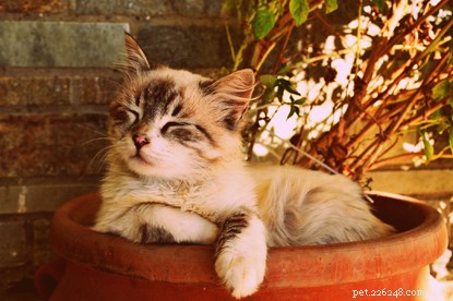 ストレスを感じている猫の兆候–そしてあなたがそれについて何ができるか。 
