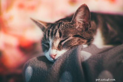 Tekenen van katten die zich gestrest voelen - en wat u eraan kunt doen.