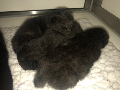 I gattini appena nati e la loro mamma sono stati salvati da un cantiere a Belfast.