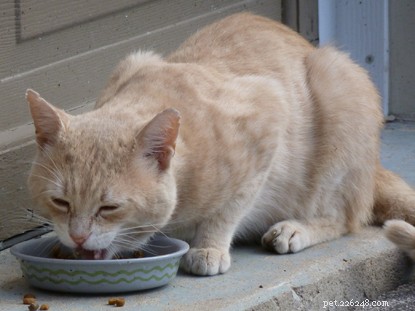 猫は菜食主義者またはビーガンになることができますか？ 