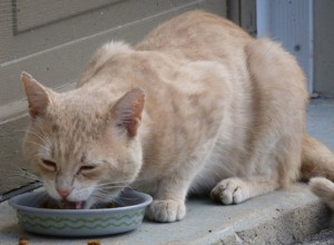 猫は菜食主義者またはビーガンになることができますか？ 