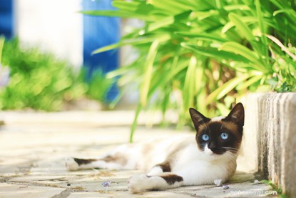 고양이는 여름에 자외선 차단제를 발라야 합니까?