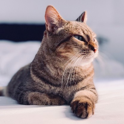 Por que seu gato pode não querer um carinho – e como ler sua linguagem corporal.