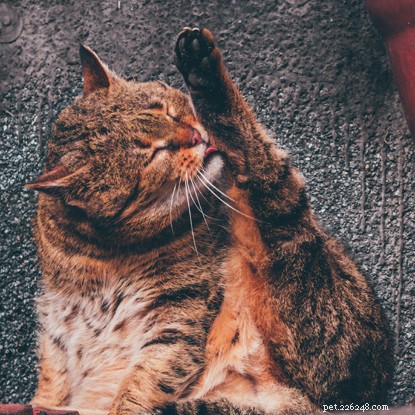 Почему ваша кошка может не хотеть обниматься и как читать язык ее тела.
