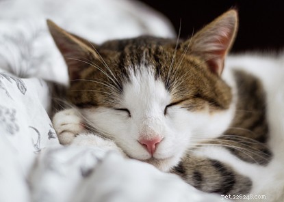 I gatti possono essere dei compagni meravigliosi, ma alcuni gattini cauti potrebbero impiegare un po  di tempo per riscaldarsi, quindi ecco 10 modi in cui puoi diventare i tuoi gatti migliori amici.