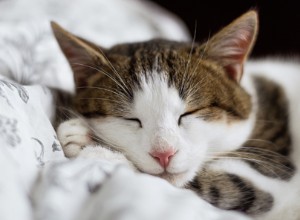 猫は素晴らしい仲間を作ることができますが、いくつかの用心深い子猫はあなたにウォーミングアップするのに少し時間がかかるかもしれません、それであなたがあなたの猫の親友になることができる10の方法がここにあります。 