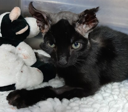 벨파스트 입양 센터(Belfast Adoption Centre)는 자동차 엔진에서 구조된 새끼 고양이 Inky를 돌보기 위한 기금을 요청합니다.