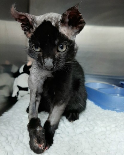 Il Belfast Adoption Center chiede fondi per la cura di Inky, un gattino salvato dal motore di un auto.