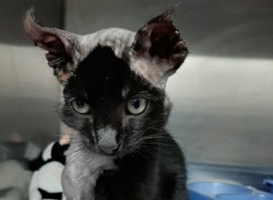 벨파스트 입양 센터(Belfast Adoption Centre)는 자동차 엔진에서 구조된 새끼 고양이 Inky를 돌보기 위한 기금을 요청합니다.