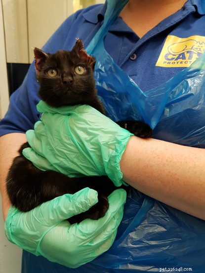 Belfast Adoption Center vädjar om medel för vården av Inky, en kattunge som räddats från en bilmotor.