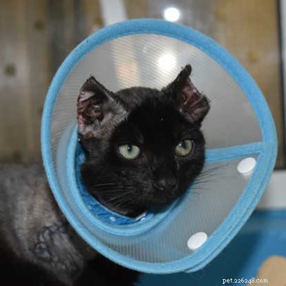 Belfast Adoption Center vädjar om medel för vården av Inky, en kattunge som räddats från en bilmotor.