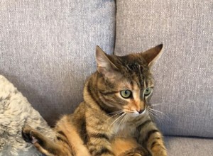 この6匹の猫は猫の飼い方を忘れましたか？！ 