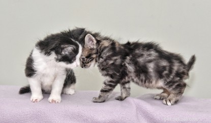 Kittens met syndactylisme zijn door Cats Protection uit een auto gered.