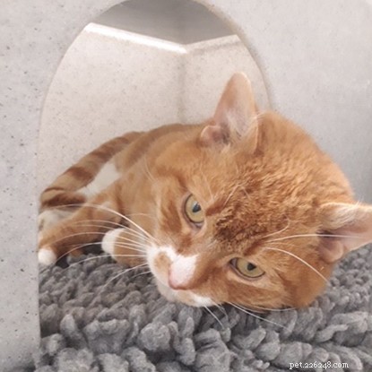 S il vous plaît, aidez-nous à couvrir le coût de la chirurgie tumorale et des soins post-opératoires pour le magnifique chat roux Marshall. 