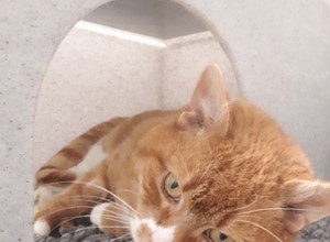 ゴージャスな生姜猫マーシャルの腫瘍手術とアフターケアの費用を負担するのを手伝ってください。 