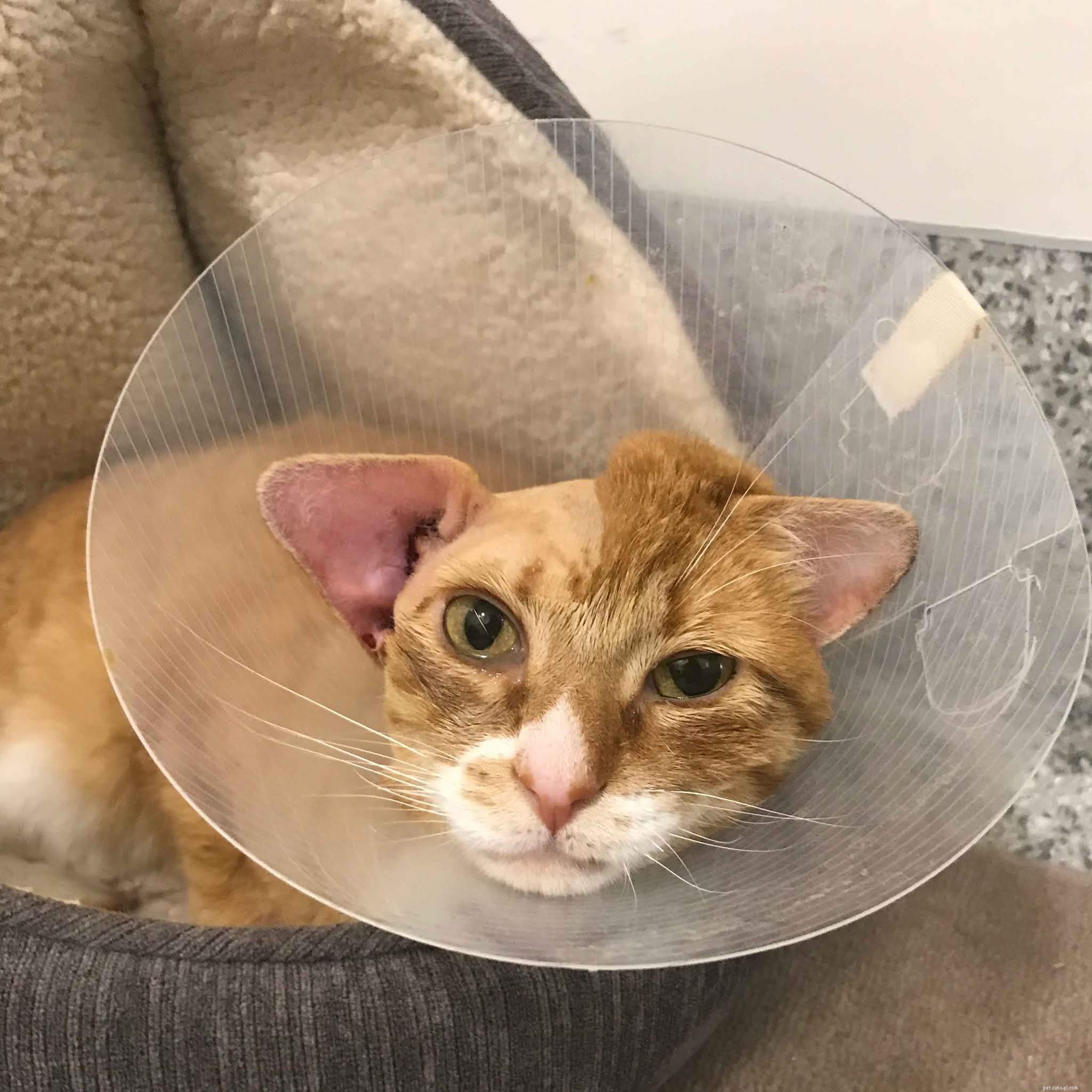 Пожалуйста, помогите нам покрыть расходы на операцию по удалению опухоли и последующий уход за великолепным рыжим котом Маршаллом.