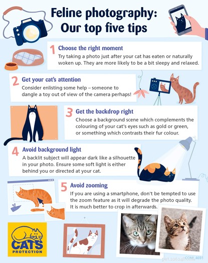 Kattenfotografie:top vijf tips