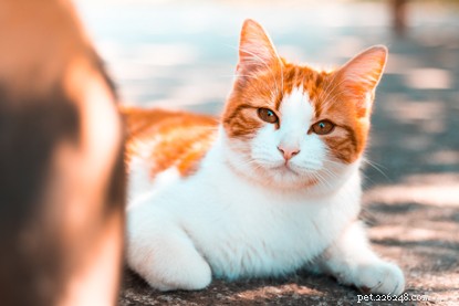 Focení koček:pět nejlepších tipů