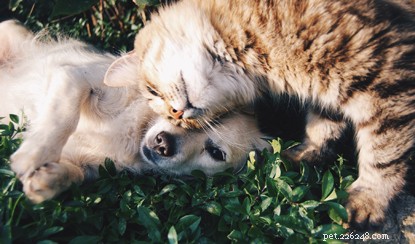 Vijf verschillen die laten zien waarom honden en katten verschillende behoeften hebben.