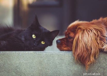 Cinq différences qui montrent pourquoi les chiens et les chats ont des besoins différents.