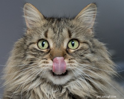 Interessante feiten over de tong van je kat, inclusief waarom ze ruw zijn!