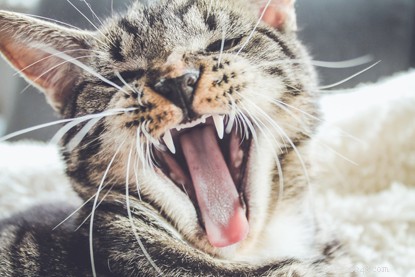 Interessante feiten over de tong van je kat, inclusief waarom ze ruw zijn!