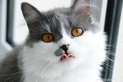 Интересные факты о языке ваших кошек, в том числе почему они грубые!