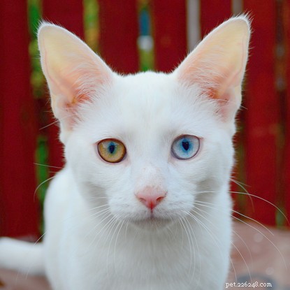 고양이의 눈 색깔이 다른 이유를 생각해 본 적이 있습니까? 여기에서 원인을 알아보세요.