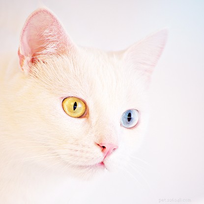 Heb je je ooit afgevraagd waarom katten verschillende kleuren ogen kunnen hebben? Ontdek hier wat de oorzaak is.