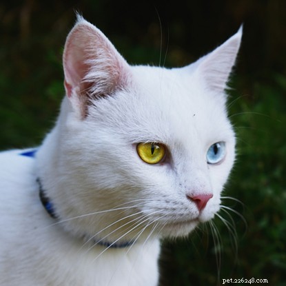 なぜ猫は異なる色の目をすることができるのか疑問に思ったことはありますか？ここでそれを引き起こす原因を見つけてください。 