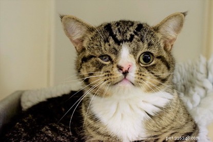 Кошка Арло, родившаяся с уродством морды, ищет особый дом для новой семьи.