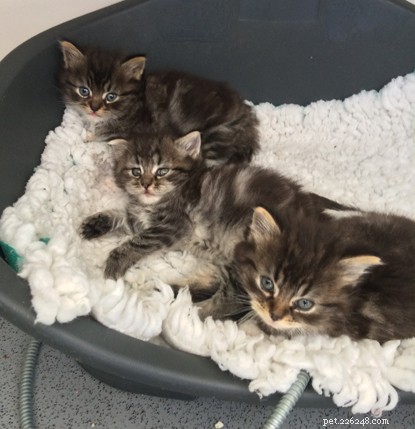 5-недельные котята, брошенные в полуразрушенном трейлере, были спасены и переселены.